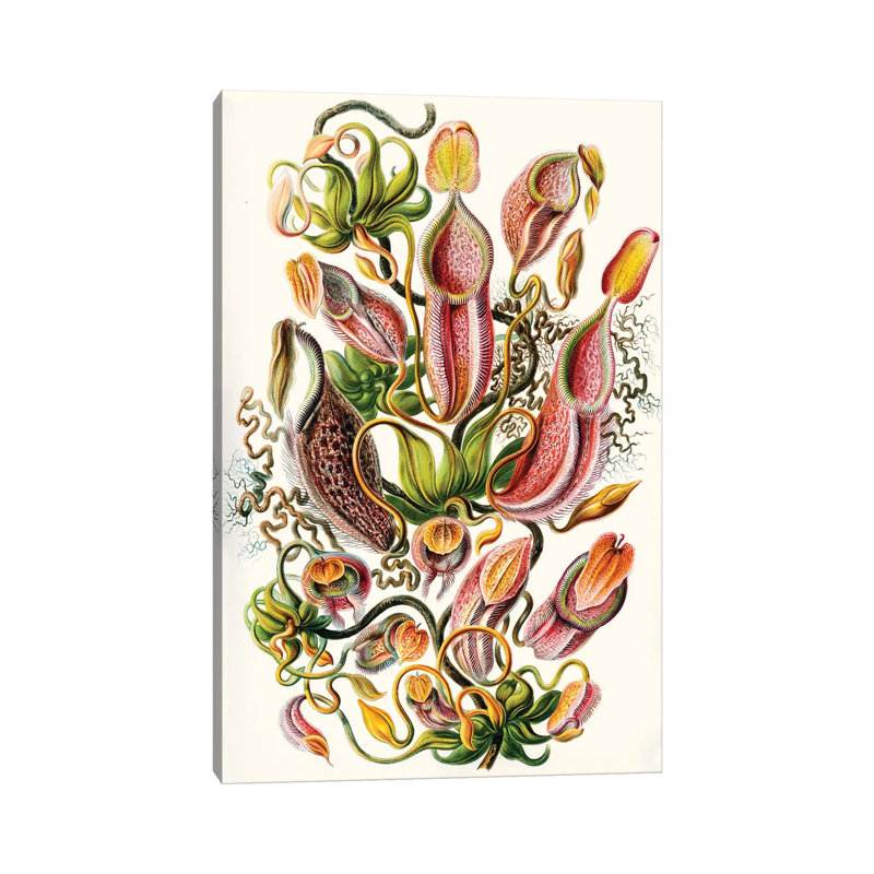 A Collection of Nepenthaceae (Illustration From Kunstformen der Natur), 1899 1 Piece Wrapped Canvas Wall Art