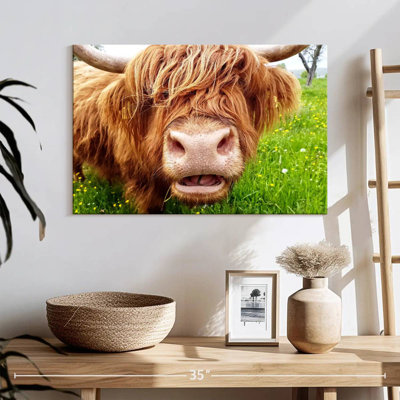 Brampt Long Hair Cow