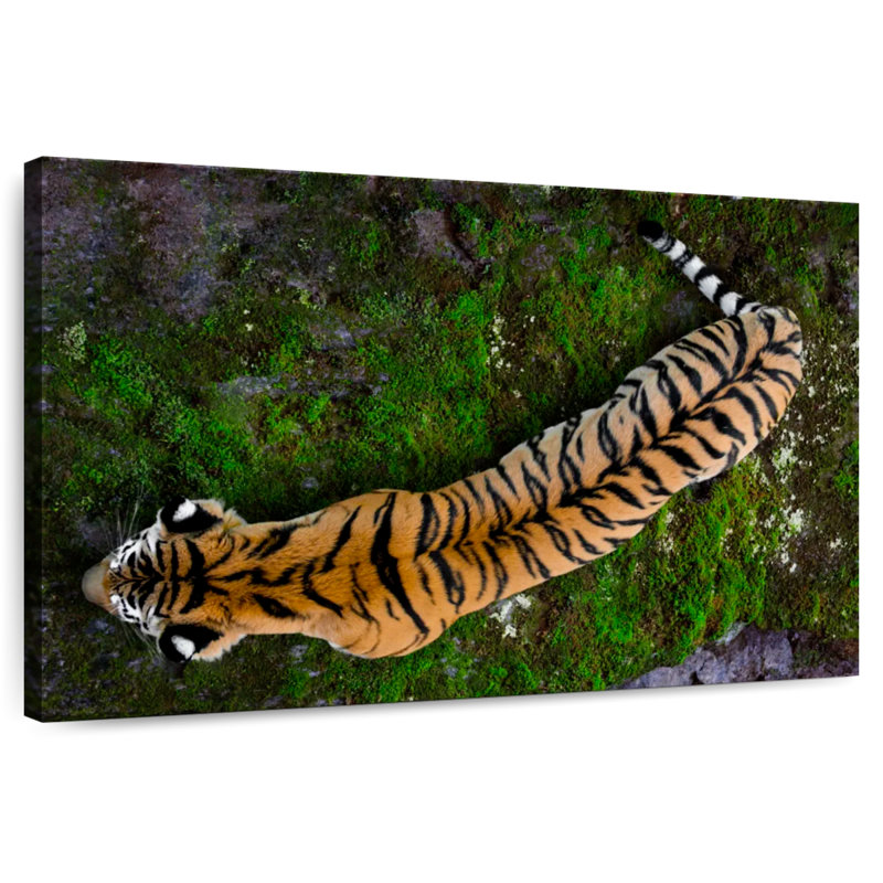 Brampt Tiger From Above, 30" H x 45" W