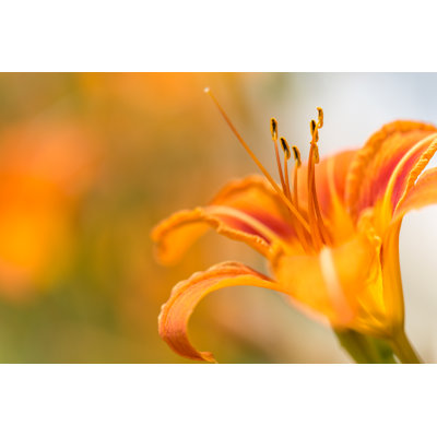 Orange Day Lily by Onfokus - No Frame Art Prints on Canvas
