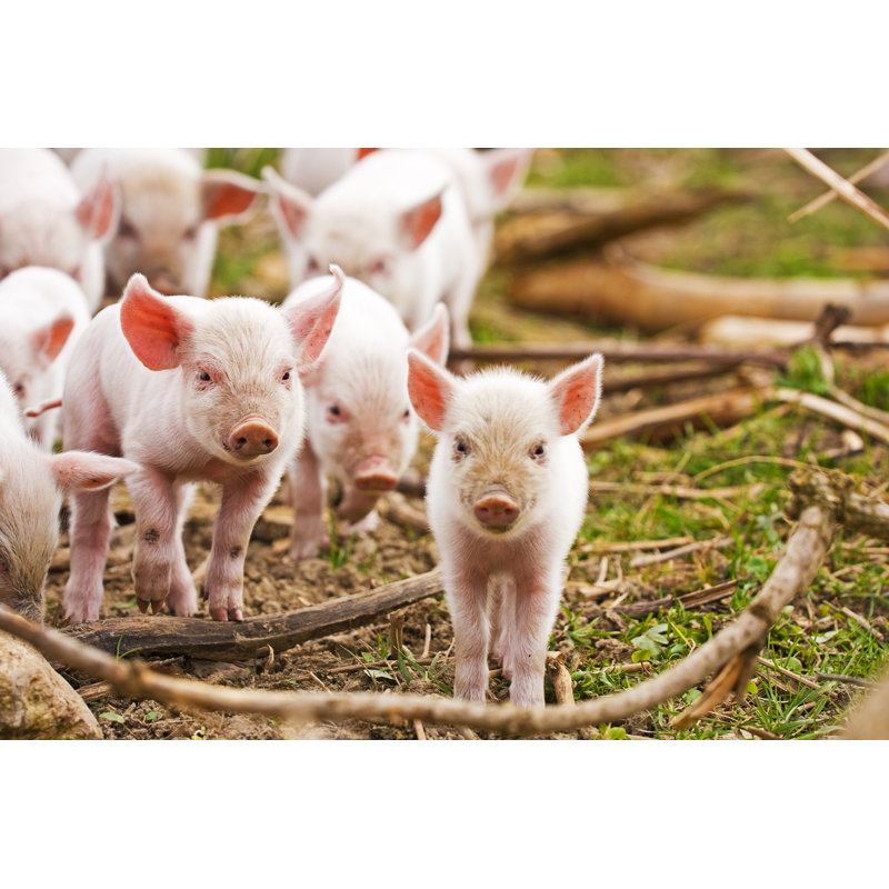 Group Of Small Piglets Walking Through Branches by Phant - Wrapped Canvas Print, 20Cm H x 30Cm W