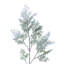 Frosted Cedar Spray