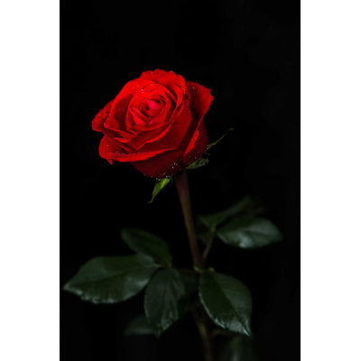 " Rose On Black Background "