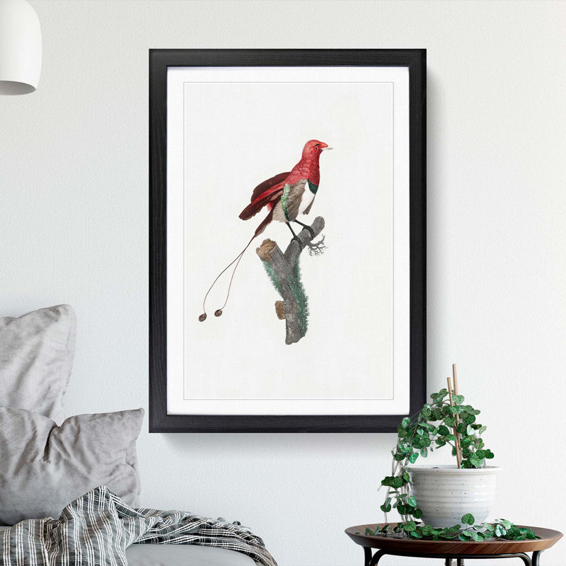 King Bird of Paradise by Jacques Barraband - Picture Frame Graphic Art Print, 36cm H x 27cm W x 2cm D, Black Framed