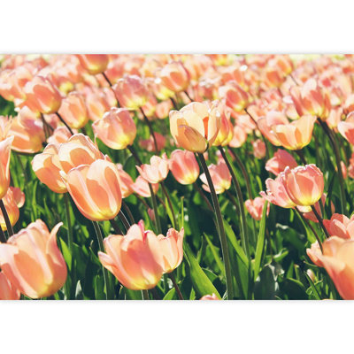 Fleur de tulipe rose éclatante