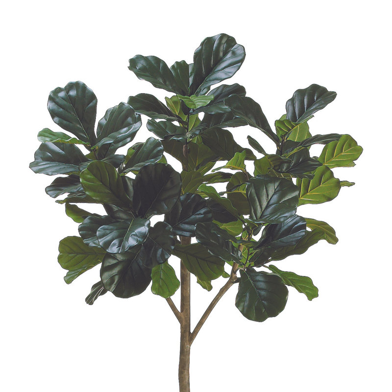 Fiddle Leaf Fig Tree