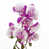 Purple / White