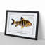 Streaked Salmon Fish by M.E. Bloch - Picture Frame Art Print-55615630-55615632