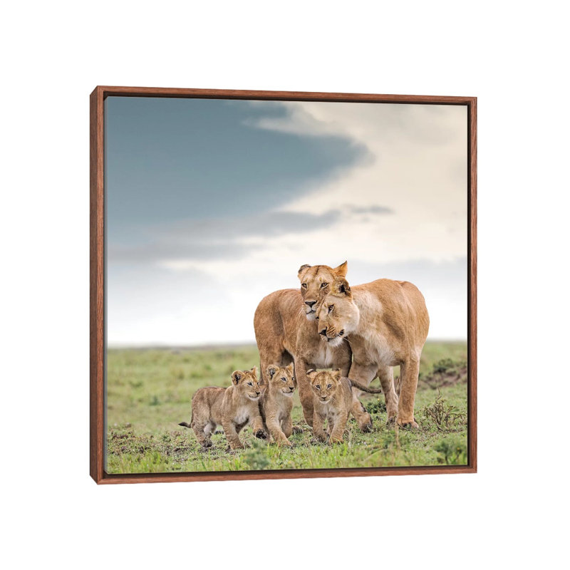 Colour Lioness & Cubs by Klaus Tiedge - Print on Canvas, 66.04 cm H x 66.04 cm W, Classic Brown Wood Framed Canvas