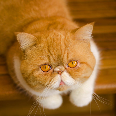 " Persian Cat " by Retrofutur