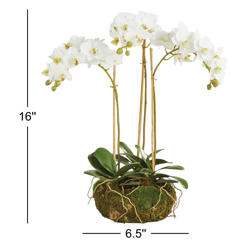 Stiles Orchid Arrangement