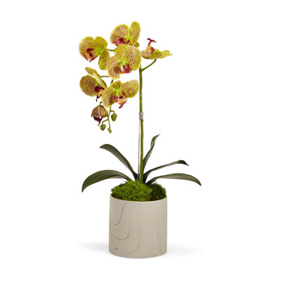 Orchid Plant in Pot Set