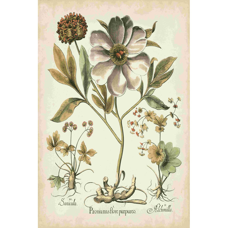 Ivoire pivoines II, H 12 po x l 8 po