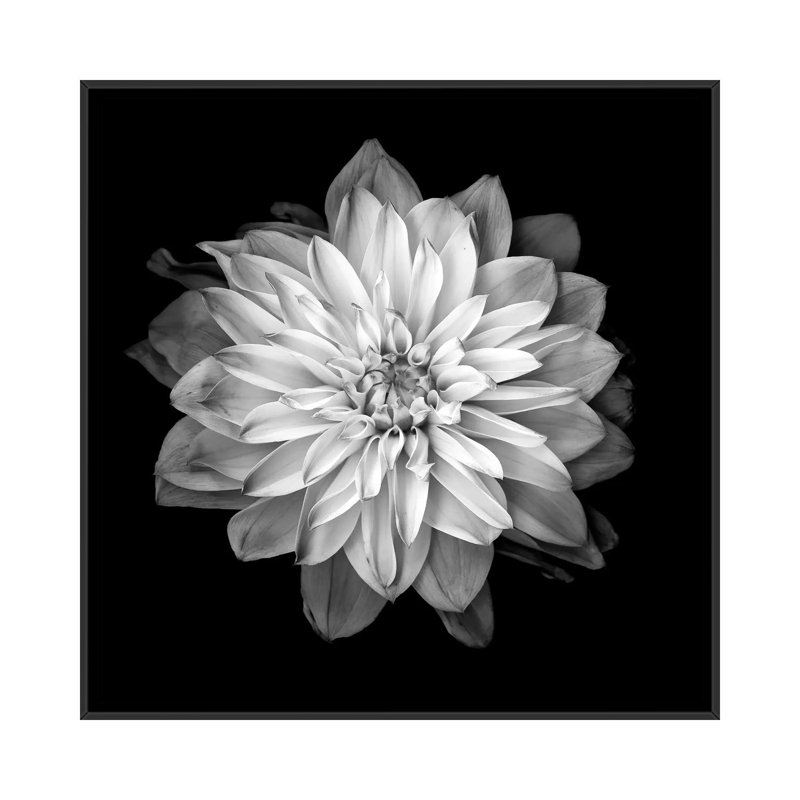 «Dahlia XVII, B&W» par Magda Indigo, impression sur toile, H 37 po x l 37 po x P 1,5 po, Toile encadrée noire, Pas de tapis