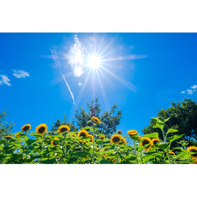 Lapotin Sunflower Field - Wrapped Canvas Print