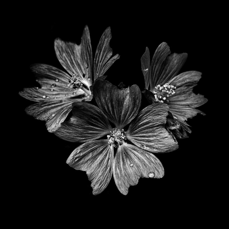 Trio de fleurs noires et blanches - peinture sur toile tendue, H 36 po x l 36 po