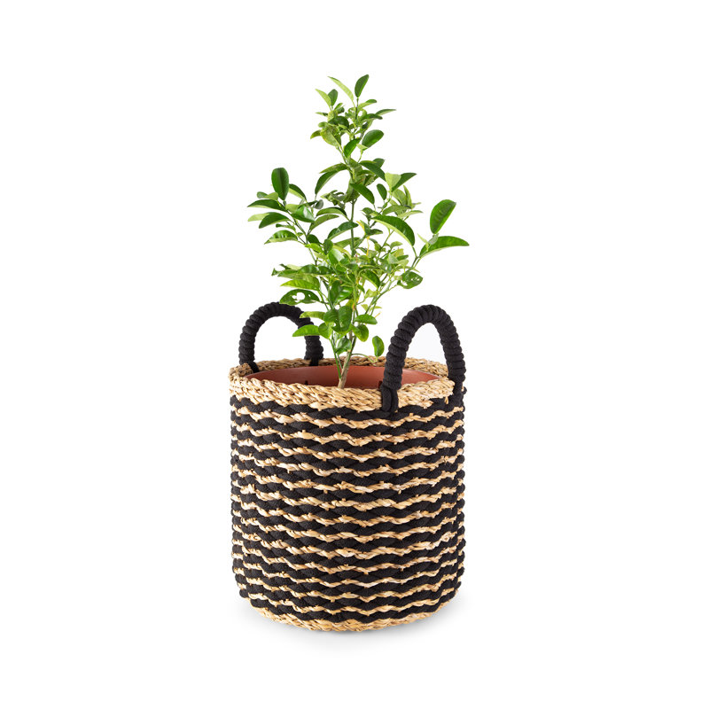 Bay Isle Home Seagrass Box