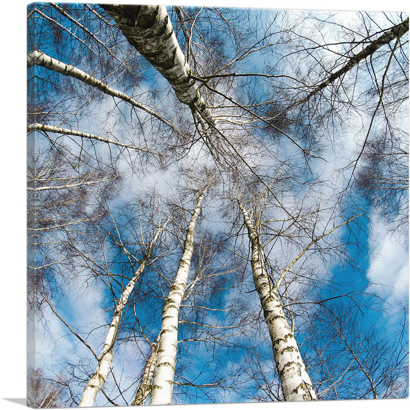 «High Trees Forest Home Decor», reproduction de photo sur toile tendue, H 36 po x l 36 po x P 0,75 po