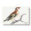 Goldfinch by Johan Teyler - Wrapped Canvas Painting-55313045