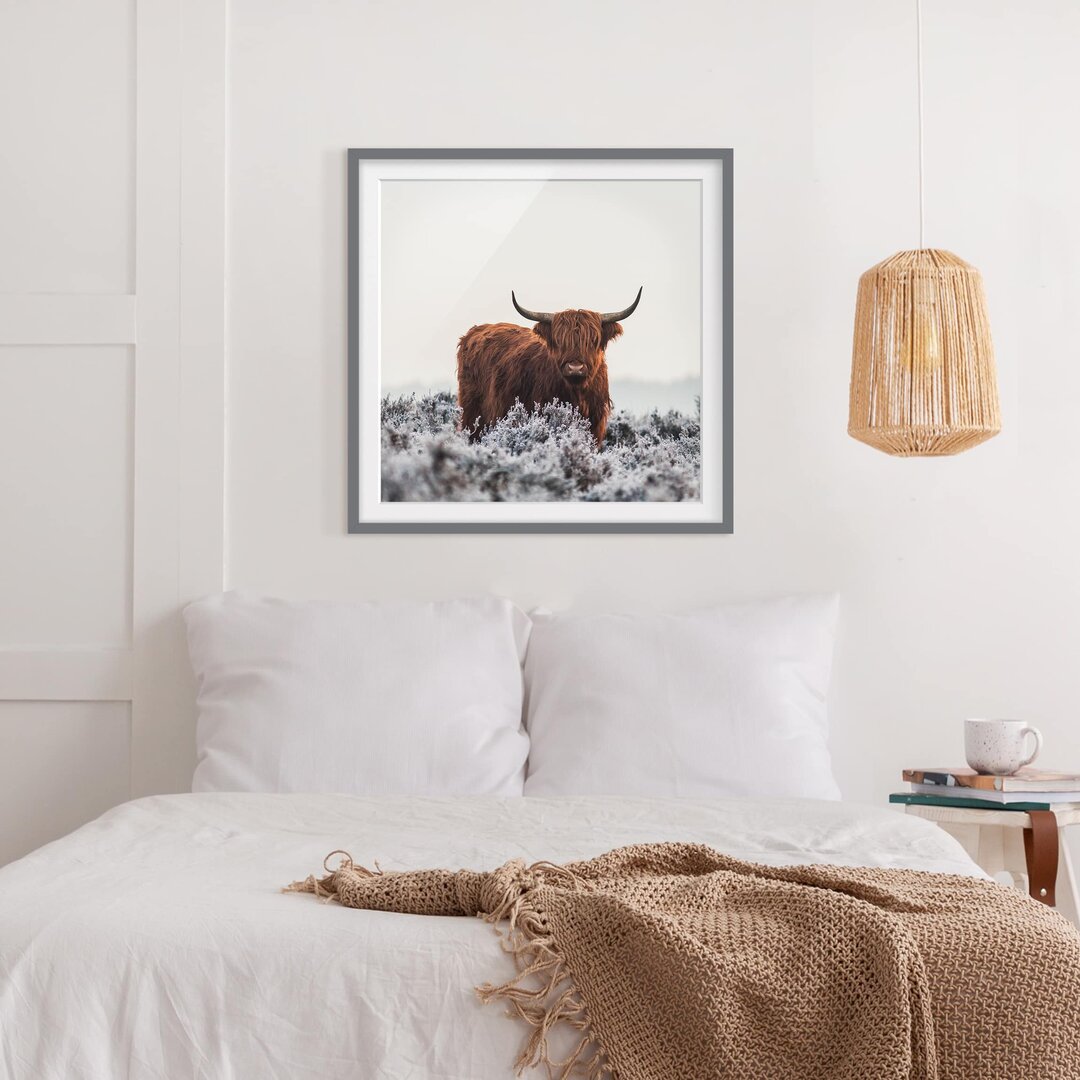 Gerahmter Fotodruck Bison in den Highlands