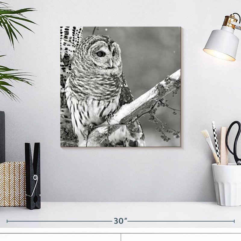 Brampt White Owl BW, 16" H x 16" W