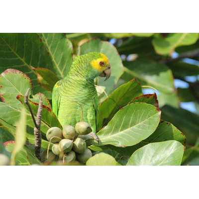 " Yellow-Shouldered Parrot, Bonaire " by Brianlasenby