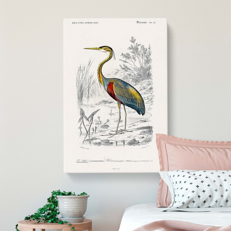 Purple Heron by Charles DOrbigny - Wrapped Canvas, 60cm H x 40cm W x 3cm D