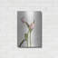 «Light Tulips IV» par Debra Van Swearingen-1606641090