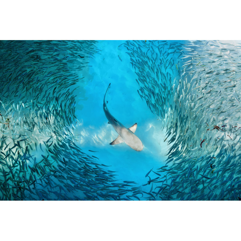 " Shark And Fishes " by Tpopova