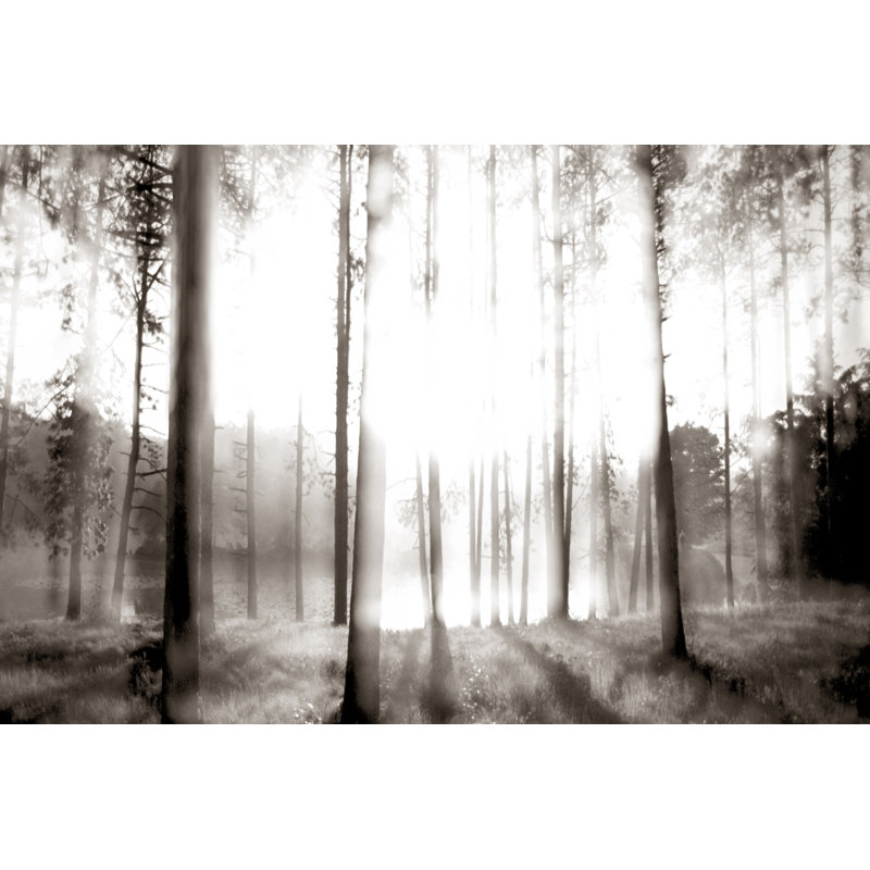 Sunrise in the Pines by James McLoughlin - Photograph Print, 81cm H x 122cm W, Wrapped Canvas