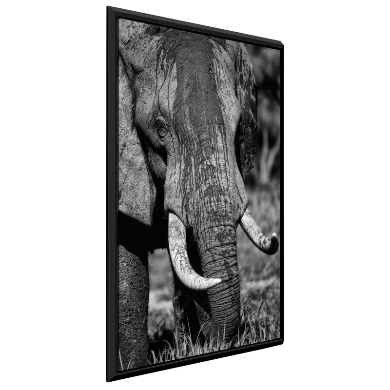 «Golden Eyes», reproduction de photo, H 43,5 po x l 27,5 po x P 2 po, Cadre flottant espresso
