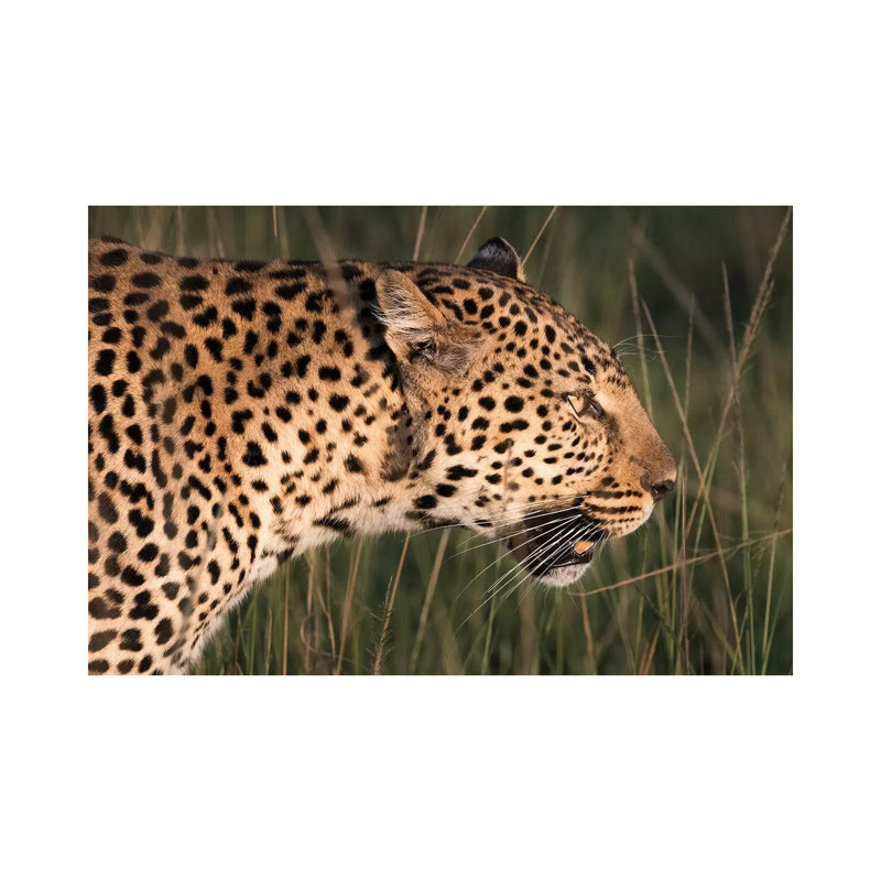 Africa, Kenya, Maasai Mara National Reserve. Close Up Of Walking Leopard by Jaynes Gallery - Wrapped Canvas Print