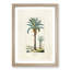 Illustration of a Date Palm Tree - Picture Frame Graphic Art Print-55642029-55642025