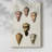 Cone Shell Collection IV -Gallery Wrapped Cavas-2005292765