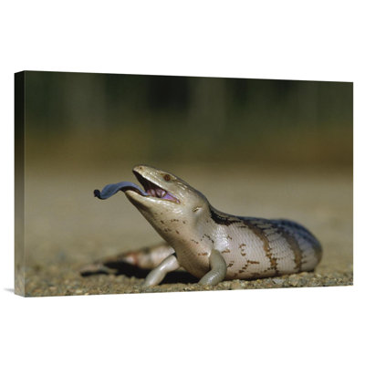 " Eastern Blue-Tongue Skink Extending "