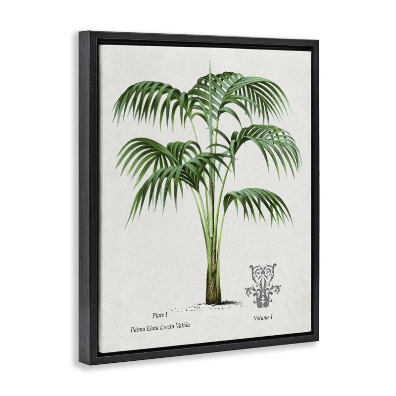 Cadre flottant Natural Palm Study, par Val Rhodes, Cadre flottant noir de jais, H 31 po x l 25 po