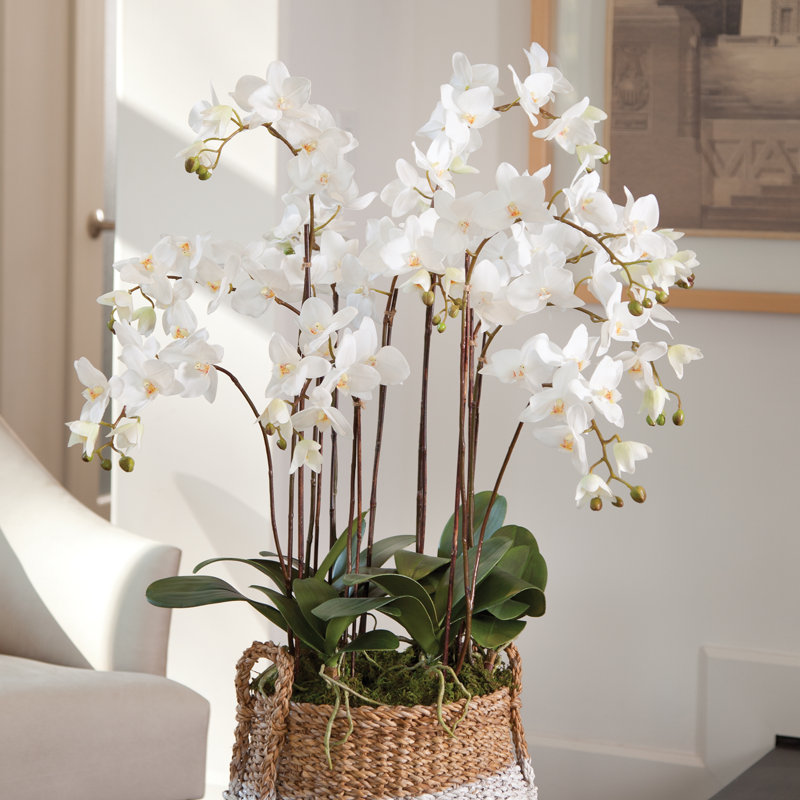 Conservatory Orchid Drop in Plant, White