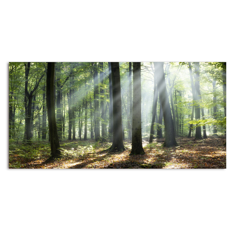 «Sunny Morning Magic Forest», photographie sur toile, H 24 po x l 36 po x P 1 po, Toile tendue