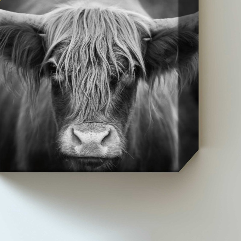 Cow Nose BW