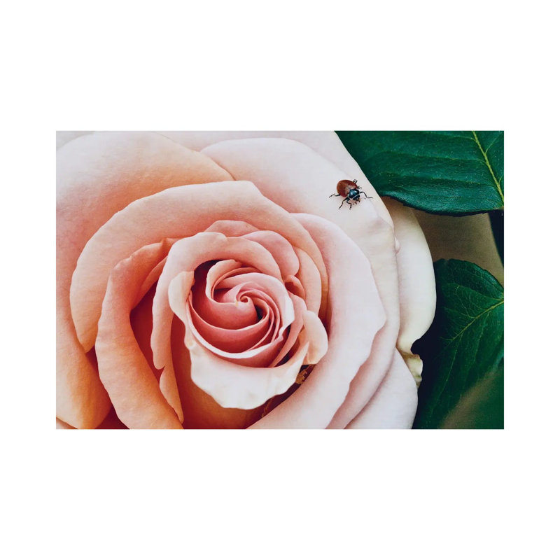 Ladybug An A Rose III by Susan Vizvary - Wrapped Canvas Print, 20.32 cm H x 30.48 cm W