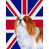 Épagneul cavalier King Charles sélectionné