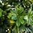 Schefflera Silk Tree