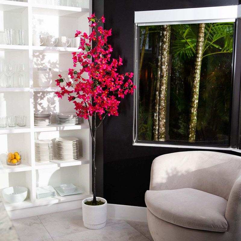72 Bougainvillées