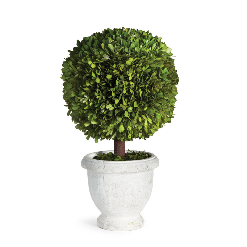 Alby Boxwood Topiary in Ceramic Pot, 20" H x 8.5" W x 8.5" D 