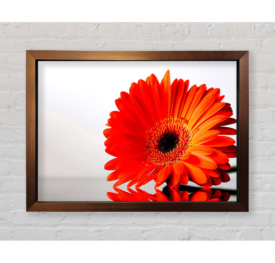 Gerbera Gänseblümchen Reflexion - Einzelner Bilderrahmen Kunstdrucke