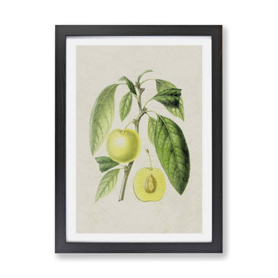 Prune Fruit Illustration - Framed Print