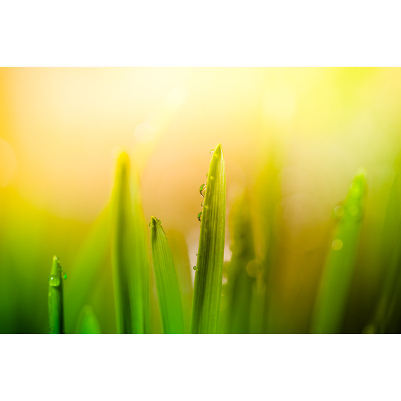 Morning Dew par Pawel.Gaul, H 12 po x l 18 po