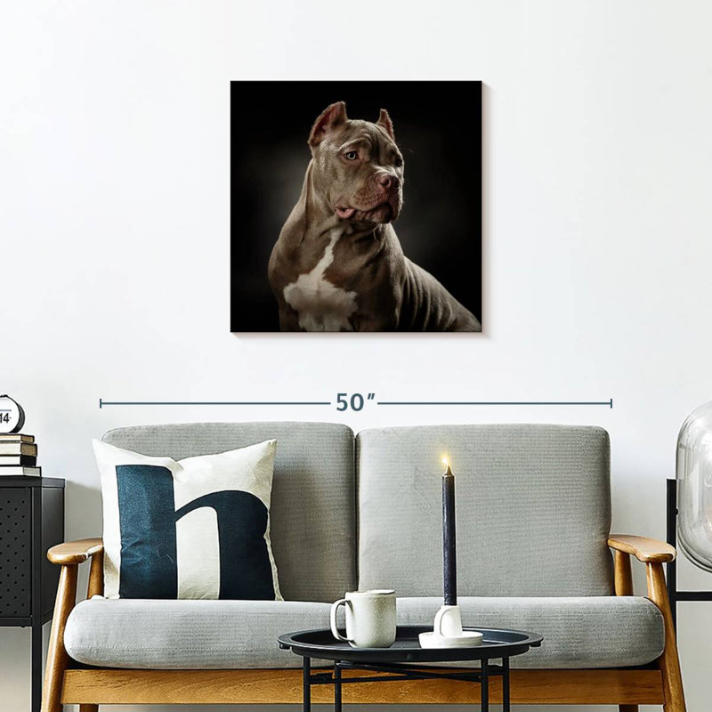 Crowle Bully Pitbull Dog, H 24 po x l 24 po
