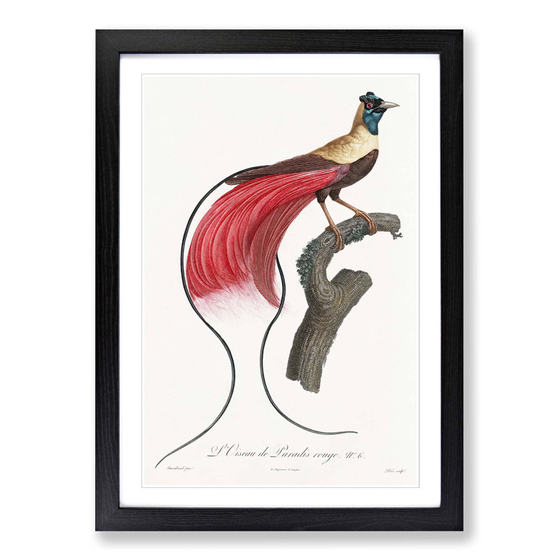 Red Bird of Paradise by Jacques Barraband - Picture Frame Painting Print on MDF, 48cm H x 36cm W x 2cm D, Black Framed