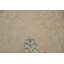 Élégant tapis népalais beige 6 x 8 pour un intérieur intemporel